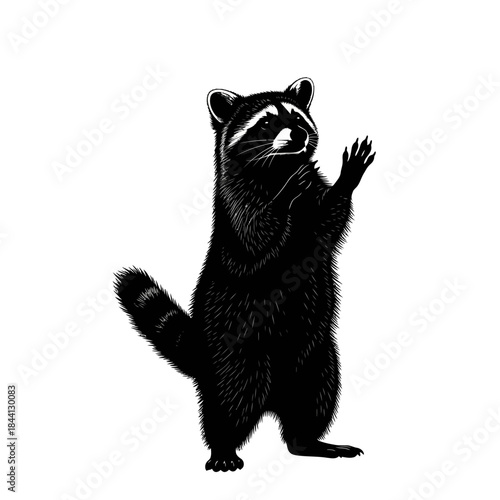 A black and white image of a raccoon standing on its hind legs