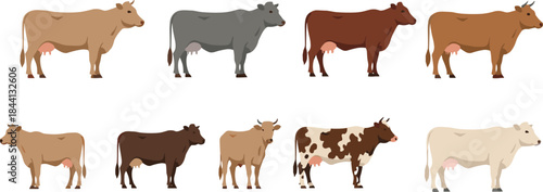 Farm cow illustration set with various cattle breeds, coat colors and body patterns for agriculture projects, dairy branding, rural education and livestock designs