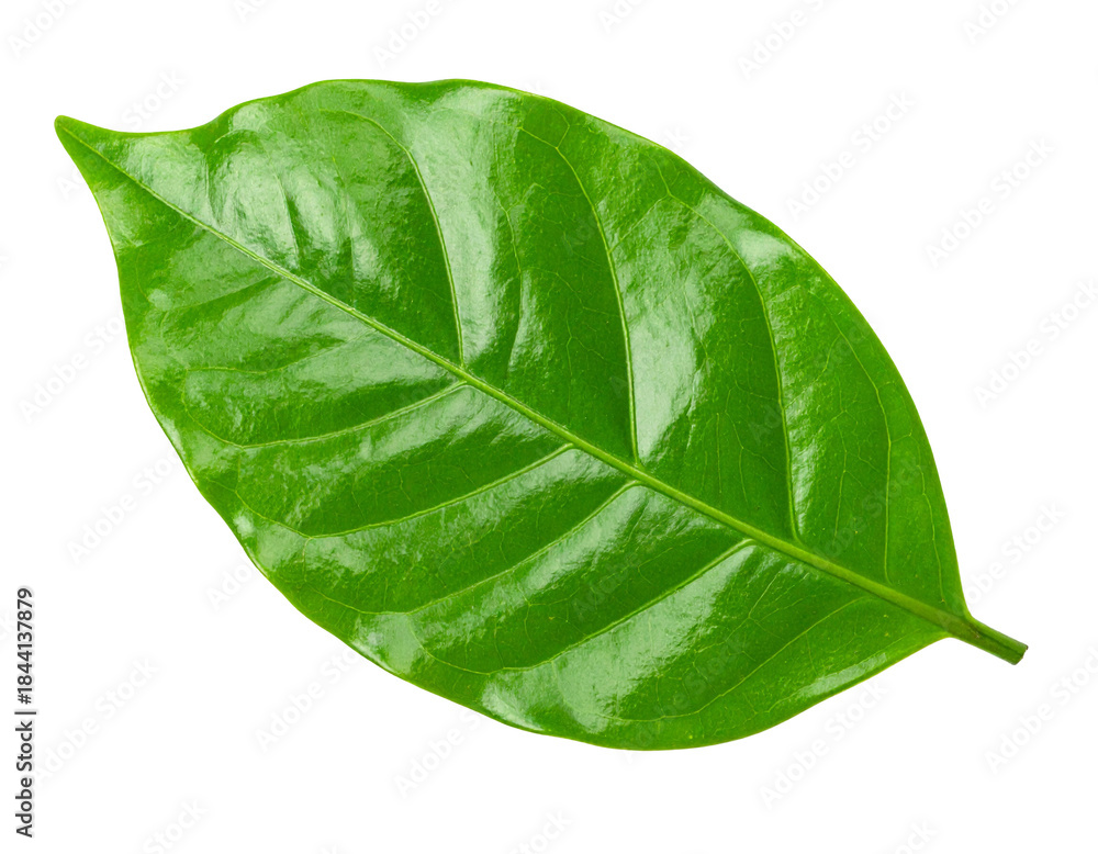 Obraz premium Coffee plant leaves isolated on transparent background