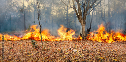 Foto Wildfire burning on dry leaves need a  Firebreak in the tropical forest floor