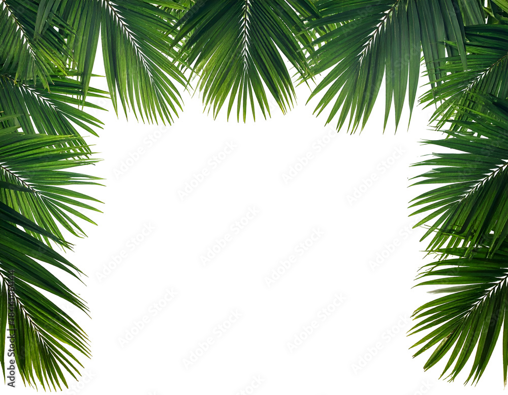 Fototapeta premium Lush green palm fronds framing empty black space