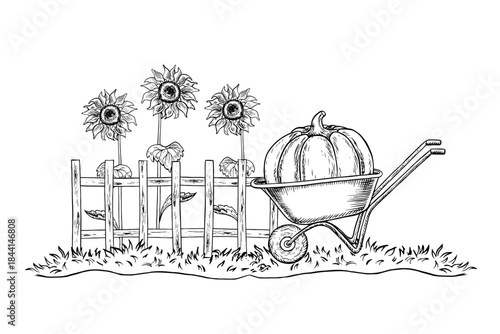 A village courtyard. Handmade black and white vector graphics. A large pumpkin in a wheelbarrow, a wooden fence, and sunflowers. For postcards, labels, and packaging. For banners, posters, and more.