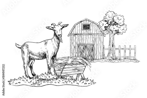 A goat standing in profile and eating hay. A black and white vector illustration drawn by hand. An agricultural yard. Perfect for dairy farms or agricultural projects. For labels, packaging, banners.