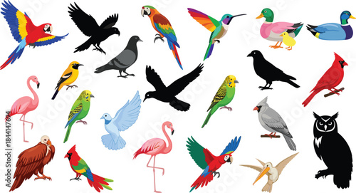 Colorful bird illustration set with parrots, owls, flamingos and flying birds, detailed vector collection for wildlife, nature and animal design projects