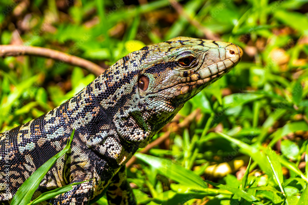 Naklejka premium Lizard gecko iguana reptile on ground and grass in Brazil.