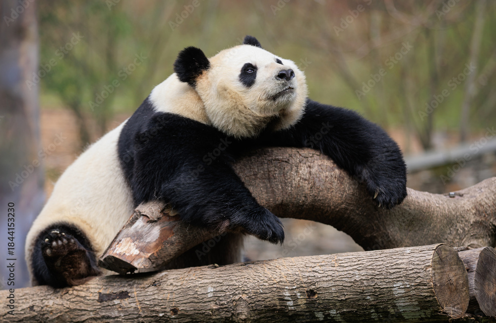 Fototapeta premium One giant panda laying on tree logs looking at camera