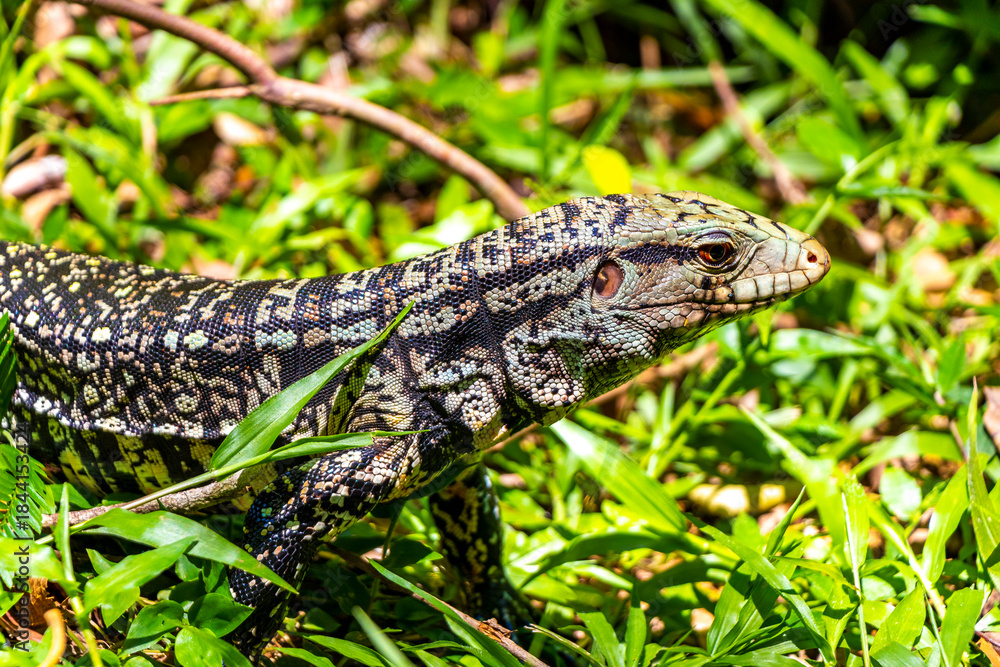 Fototapeta premium Lizard gecko iguana reptile on ground and grass in Brazil.