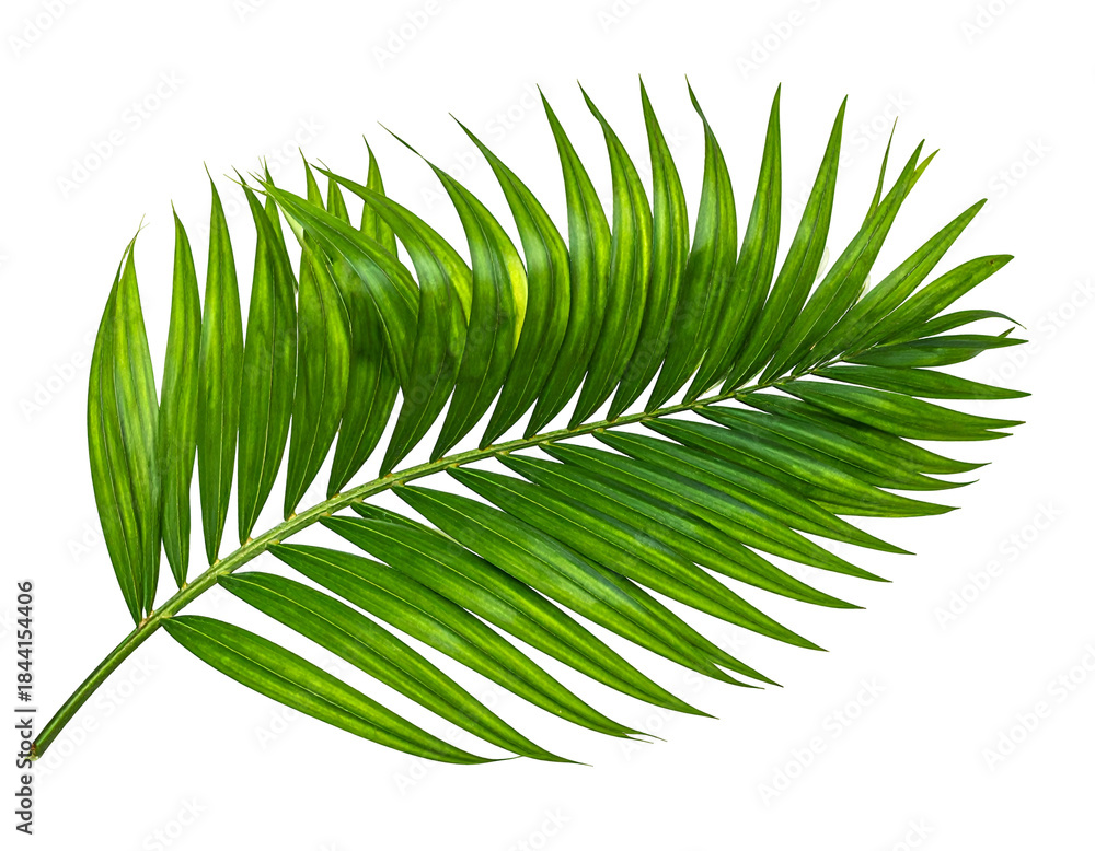 Obraz premium Vibrant green tropical frond with a detailed, realistic texture on black