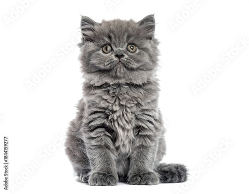 Adorable fluffy gray kitten sitting upright, looking at camera against white background