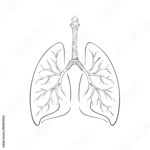 Human Lungs Anatomical Sketch Pulmonary System Respiratory Tract Illustration Healthcare Study