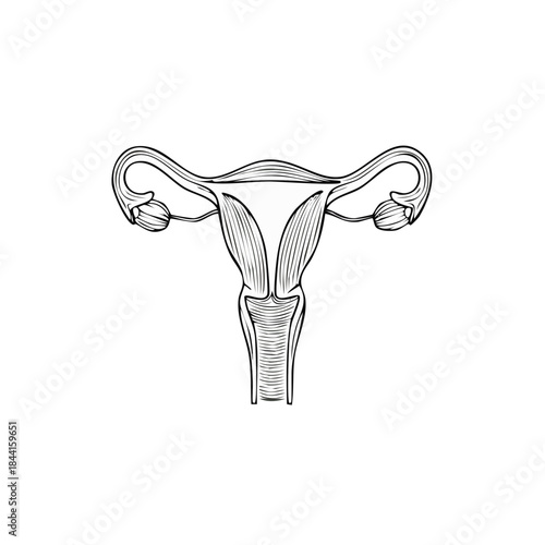Female reproductive system anatomical drawing of the uterus fallopian tubes and ovaries