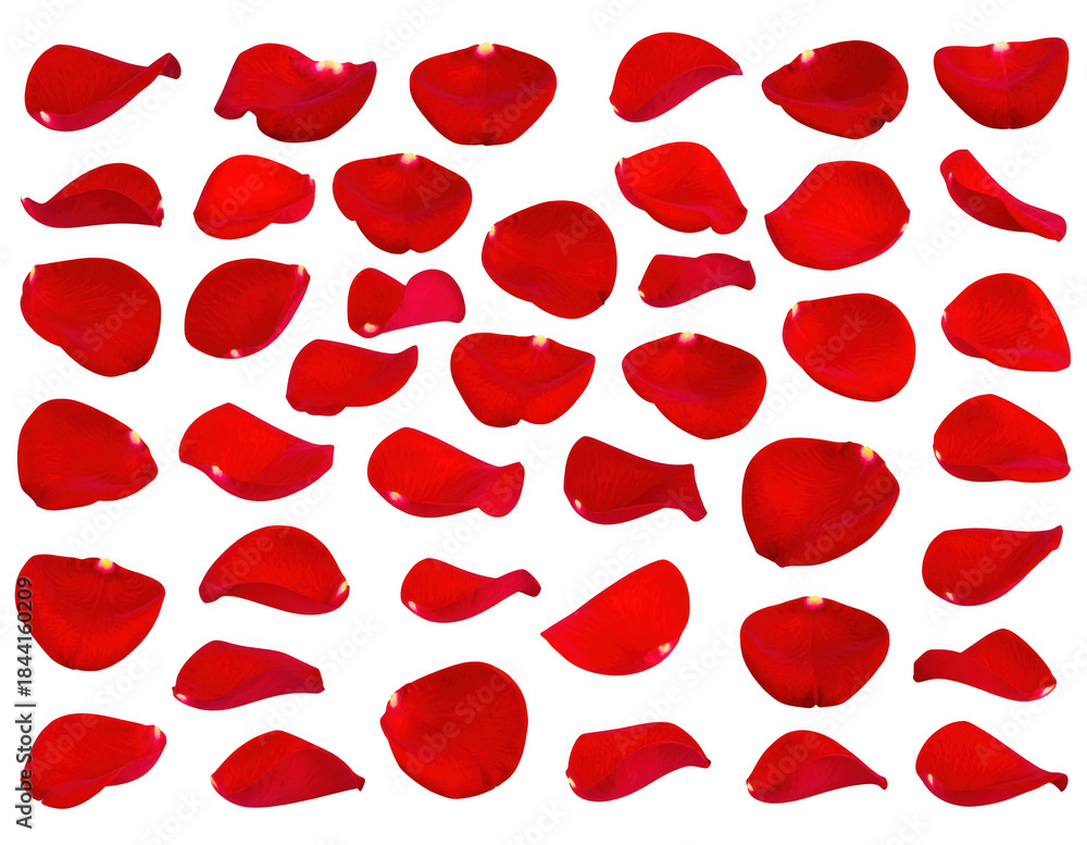Fototapeta premium set of red rose petals isolated