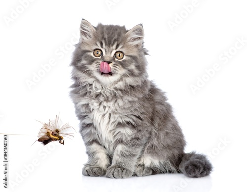 Adorable fluffy kitten with grey fur licking its lips, looking at a toy on white