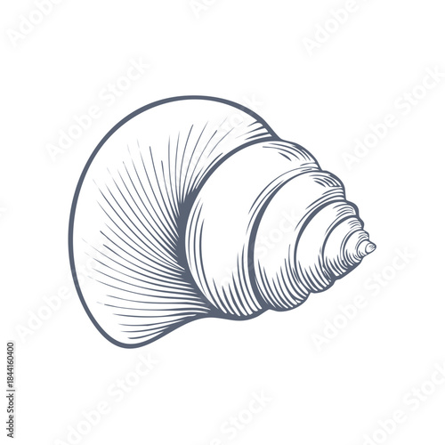 Shell Illustration Artwork, Marine Creature Drawing, Sea Animal Graphic Design