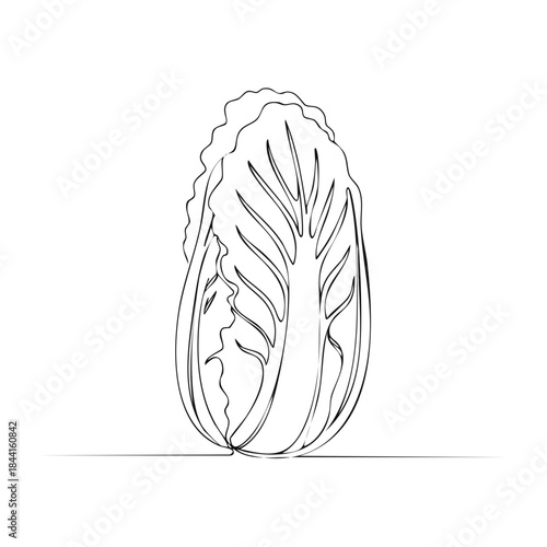 Elegant line art depicts a delicate napa cabbage with graceful, minimalist contour, highlighting its natural beauty and organic form in a modern style.