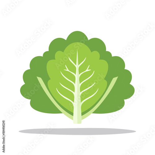 Vector Illustration of Vibrant Green Lettuce Head Ideal for Food Blog or Healthy Recipe Graphic