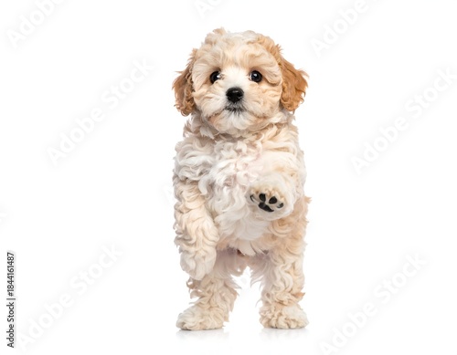 Adorable fluffy puppy with curly fur raising a paw, isolated on a clean white background