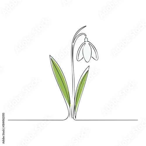 Delicate snowdrop flower with leaves in minimalist linear vector art style with subtle coloring