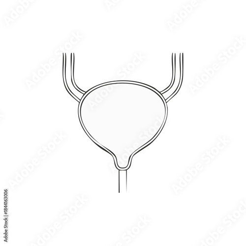 Anatomical illustration of human bladder and ureters conveying urine featuring a minimalist vector art style on white
