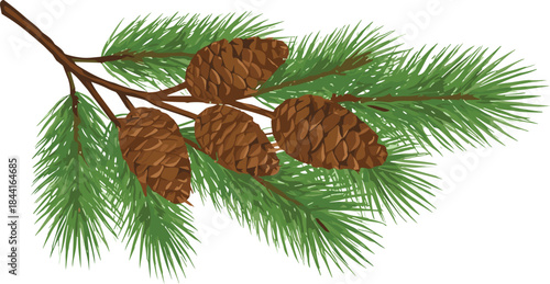Pine Branch with Cones Illustration Natural Evergreen Christmas Botanical Flat Vector Design