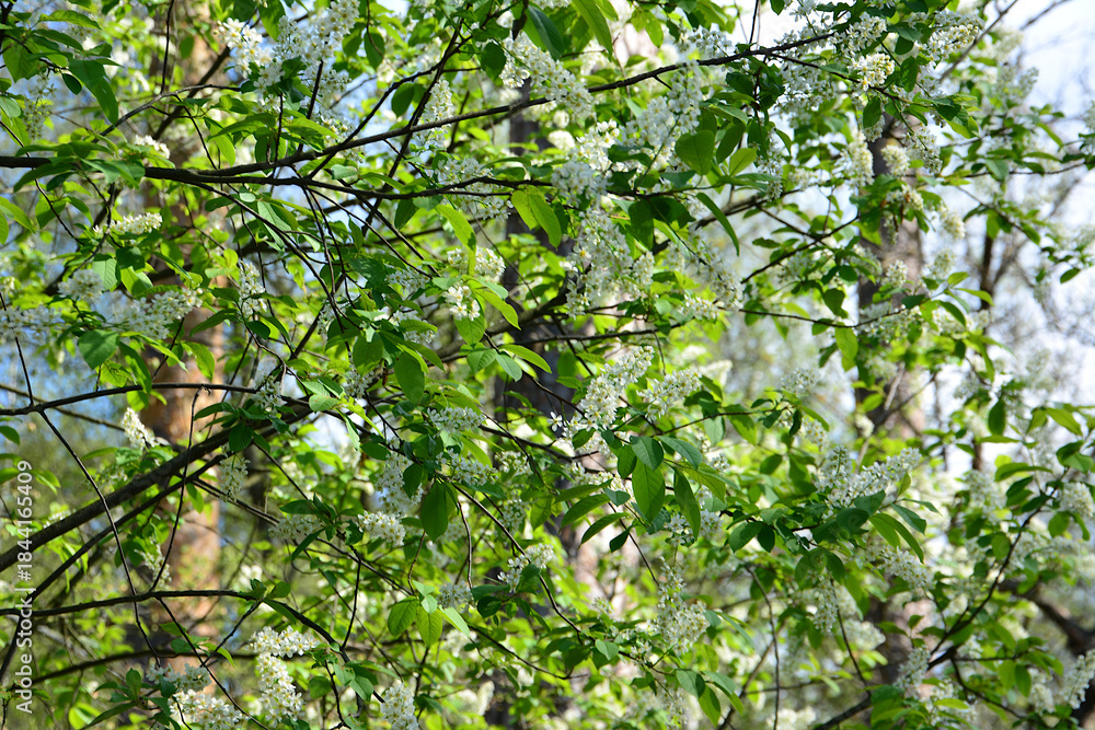 Fototapeta premium White Blossoms on Green Branches in Spring in the forest