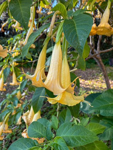 Brugmansia aurea, the golden angel's trumpet  is native to Ecuador