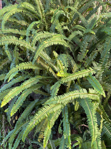 Nephrolepis cordifolia also known as fishbone fern or tuberous sword fern.