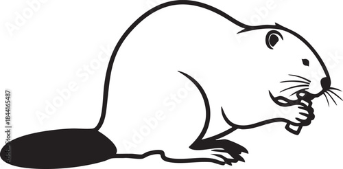 A black and white of a small animal with whiskers and a round body