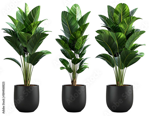 Three lush green houseplants in dark modern planters