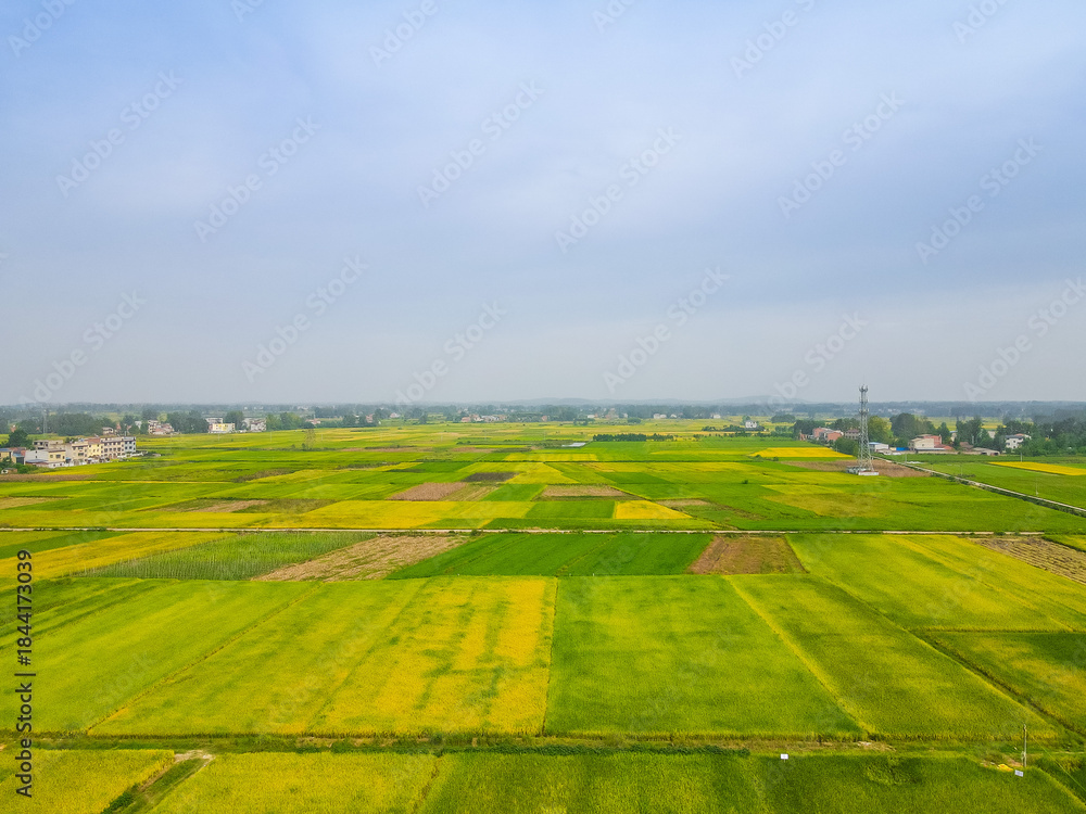 Fototapeta premium Aerial View of Growing Rice Fields with Rural Village