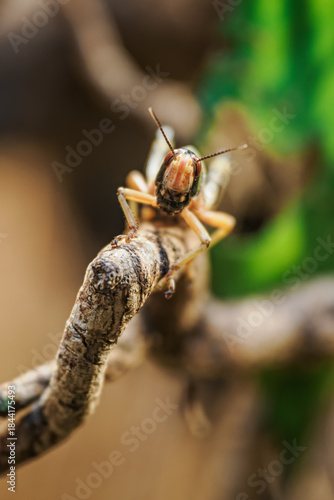 Canvas Print Detail of the desert locust insect.