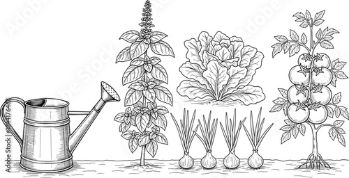Hand-drawn black and white line art illustration of a backyard vegetable garden featuring tomatoes, basil, lettuce, onions, and an antique metal watering can for coloring books.