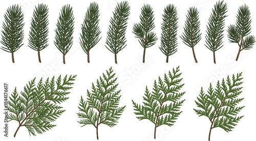 Realistic Green Fir and Cedar Branch Vector Set, Coniferous Twigs with Pine Needles, Natural Christmas Holiday Decoration Elements, and Forest Foliage Collection.