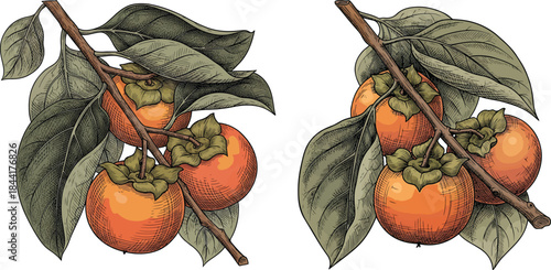 Mediterranean Persimmon Kaki Branch With Leaves Vintage Engraving Style Botanical Fruit Vector Illustration Set