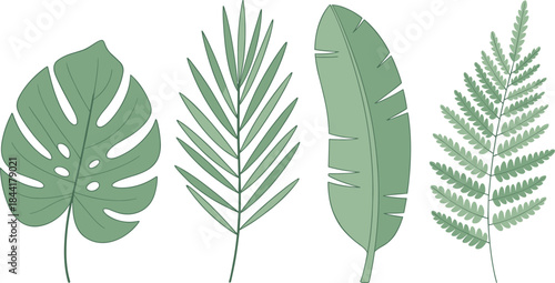 Tropical green leaves collection, flat vector illustration of monstera palm banana and fern foliage, botanical nature design elements