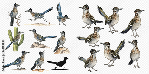 Collection of roadrunner birds in various poses and desert elements, isolated on white background.