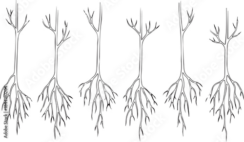 A black and white illustration of seven plant specimens with detailed roots and stems