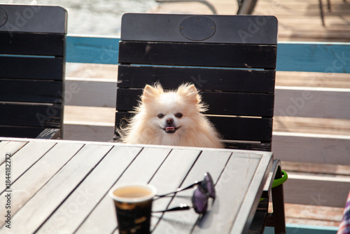 Fototapeta Naklejka Na Ścianę i Meble -  fluffy white Spitz dog sits at table in street cafe