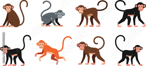 Obraz Cute cartoon monkey characters set in different poses, flat vector illustration of playful primates for children education and design