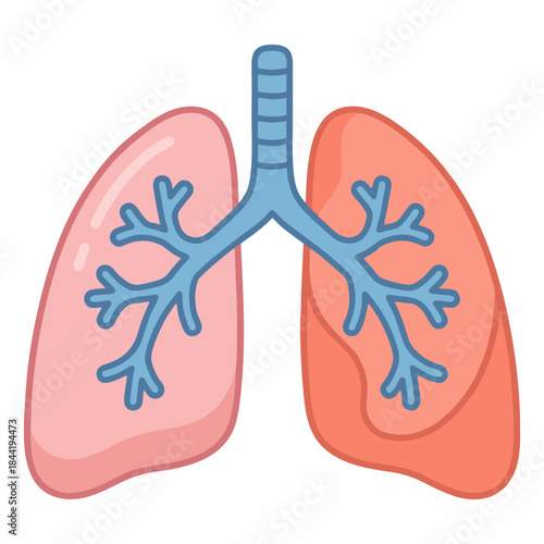 Medical Vector Illustration of Human Lungs and Trachea Anatomy Respiratory System Concept.