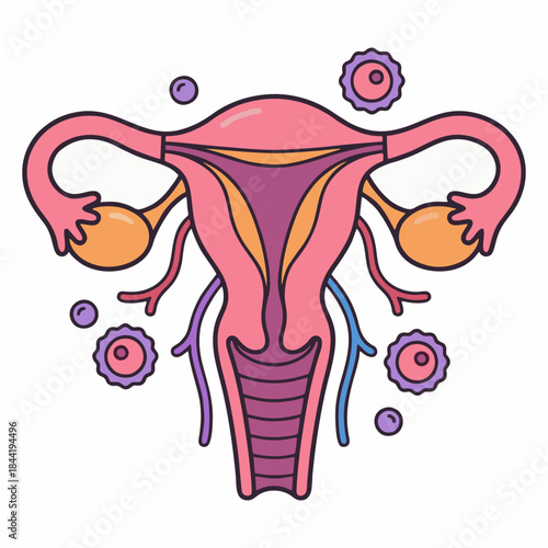 Medical Vector Illustration of Female Reproductive System Anatomy Showing Uterus, Ovaries, and Cervix Diagram.