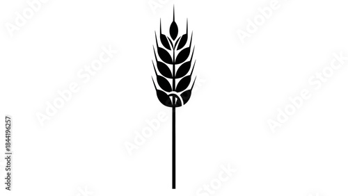 wheat isolated on white