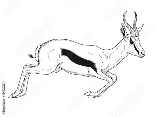 Dynamic Springbok Outline Illustration