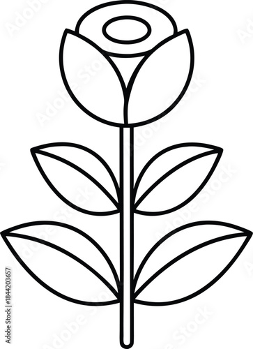 rose flower outline vector illustration on transparent background