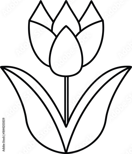 tulip flower outline vector illustration on transparent background
