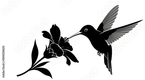 Elegant Black Silhouette of a Hummingbird Sipping Nectar from a Delicate Flower Isolated on White Background