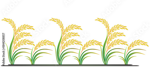 Hand drawn vector illustration of rice plant, grain. sketch. Vector
