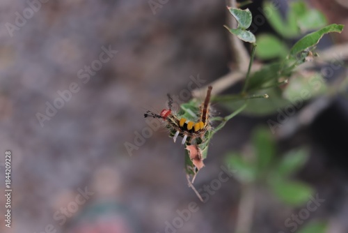 A colorful caterpillar with yellow, black, and red markings clings to a green leaf.