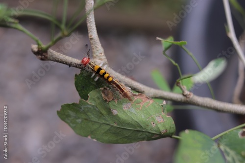 A close-up shot of a colorful caterpillar with yellow and black stripes crawling on a thin branch.