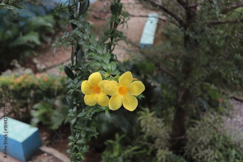 Two vibrant yellow flowers bloom on a green vine, surrounded by lush foliage and trees.